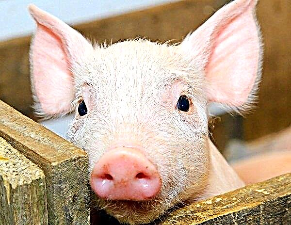 Babi Jerman menunjukkan pengurangan penggunaan antibiotik