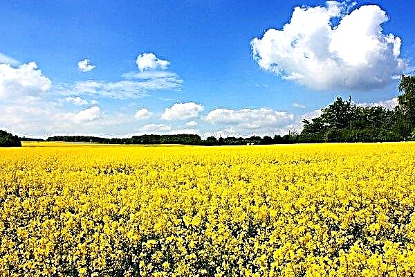 Europe continues to reduce rapeseed