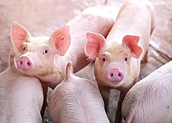 Nearly 40,000 servings of pork will be donated to farmers