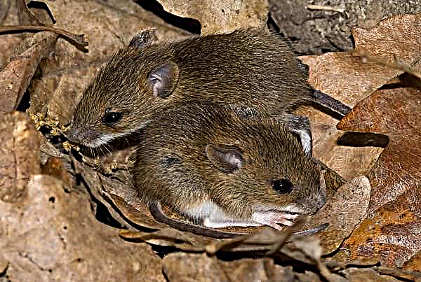 Este año en Ucrania es posible el crecimiento de la población de roedores tipo ratón