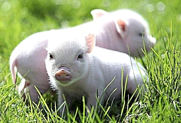 En Gran Bretaña, los planes para erigir un edificio para apoyar a miles de cerdos han provocado fuertes protestas de los residentes locales.