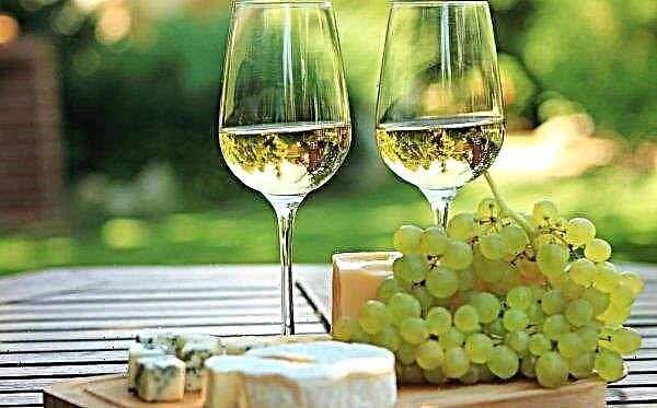 Crimean students will start producing elite wines