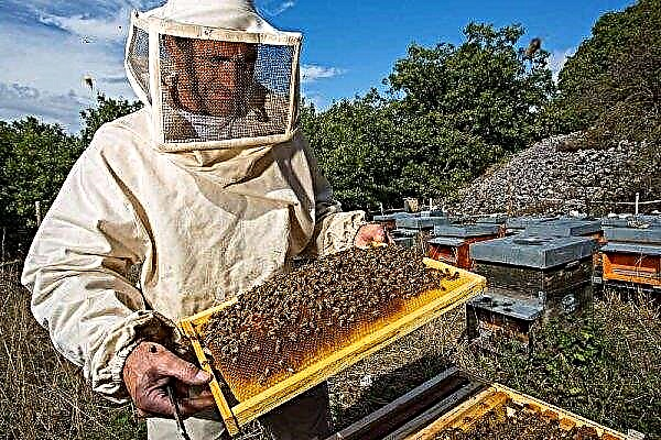 Les apiculteurs de Penza ont un congé supplémentaire par an