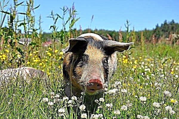 Saratow-Schweinezüchter erwarten "Nachschub" in der Berufsfamilie