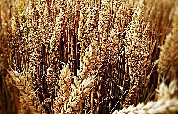الفحص السريري الزراعي: سوف يلمع العلماء الروس الحبوب بالأشعة السينية