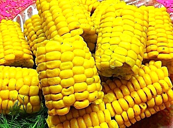 Amerikanske landmænd bekymrer sig om majsafgrøder