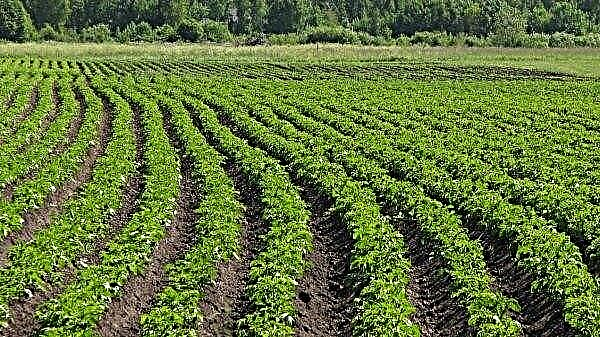 A região de Rivne tornou-se líder no número de receitas agrícolas