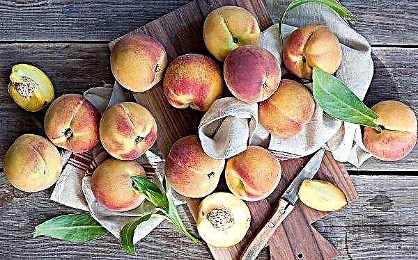 In the south of Ukraine, the collection of early peaches began