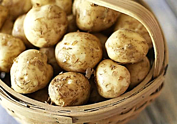3 varietas kentang baru berkinerja tinggi diperkenalkan di Jerman