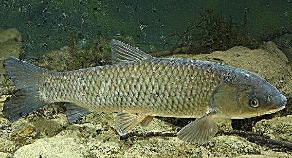 Takungan Zhytomyr diisi semula dengan 2 tan ikan