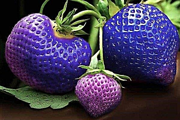 Purple Strawberries from Chinese Seeds Grown in Turkey