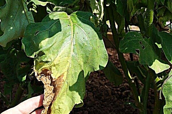 Les feuilles d'aubergine jaunissent dans la serre: raisons, quoi faire et comment se battre à l'aide de remèdes chimiques et populaires, photo