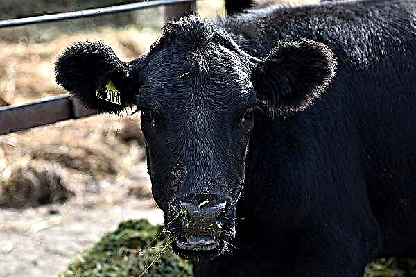 Tisuću skandinavskih krava živi na Stavropolskim poljima