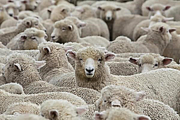 Reja ovc na Irskem: zmanjšanje stroškov, umrljivost in stopnja bolezni