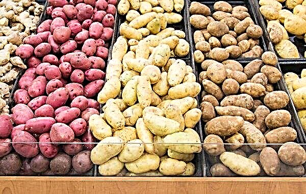 En karanteneorganisme som skader poteter er identifisert i Rivne og Volyn-regionene
