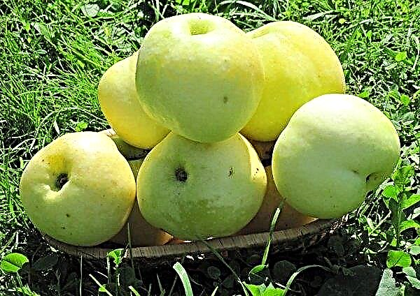 شجرة التفاح Slavyanka: وصف وخصائص التنوع والزراعة والرعاية ، الصورة