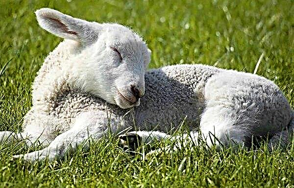 Pâques et Ramadan célèbrent la demande d'agneau irlandais