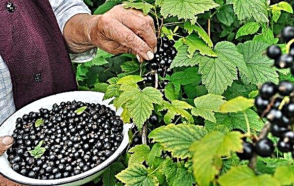 Late variety of large black currant Krasa Lvova: appearance and description of the variety, photos, reviews