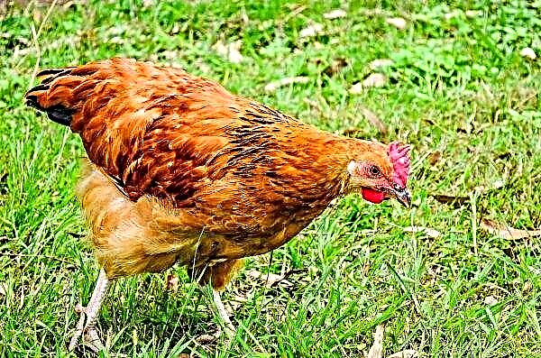 Indonesien dödar kycklingar för att höja priserna