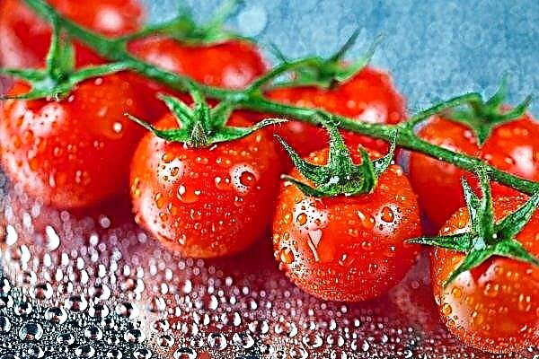 Infected Tomatoes Returned to Turkey