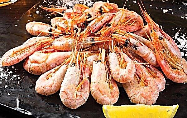 Zhmerinsky farmers grow shrimp for restaurants and gourmets