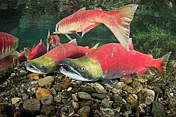 Uzgajivači ribe Kamchatka aktivno love lososov losos, chum losos i chinook losos