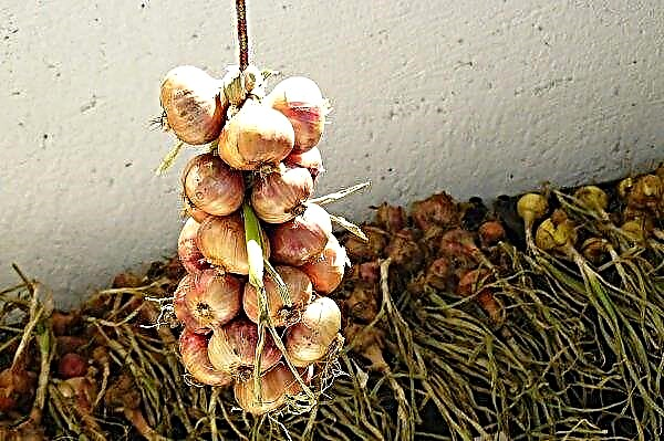 Onion from seeds for one season: cultivation, pros and cons, preparatory measures, planting and care