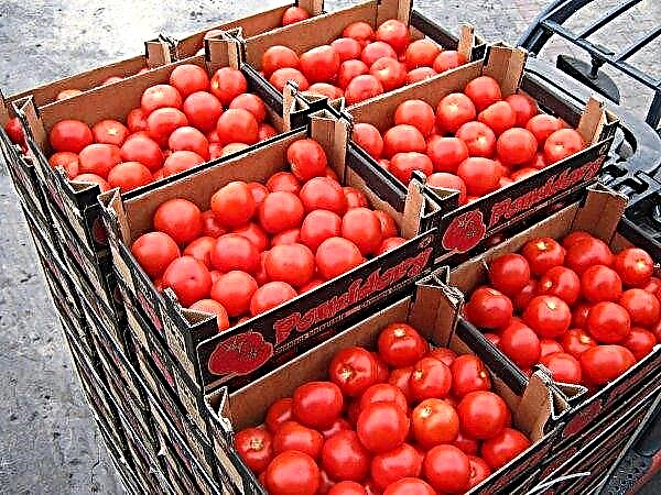 Stavropol-tomater - industriens konger