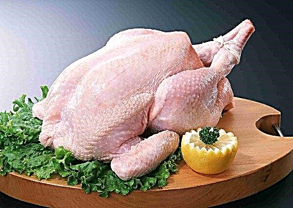 De Russische markt wordt bezet door kippen uit eerder verboden landen
