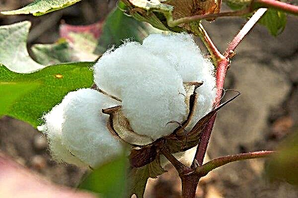 インドで押収された違法な綿実の膨大な量