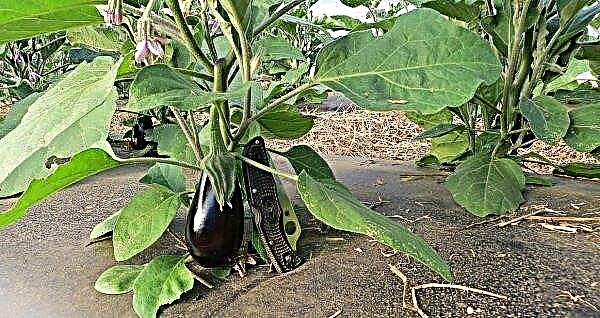 Why eggplants are not tied in the open ground: reasons, photo