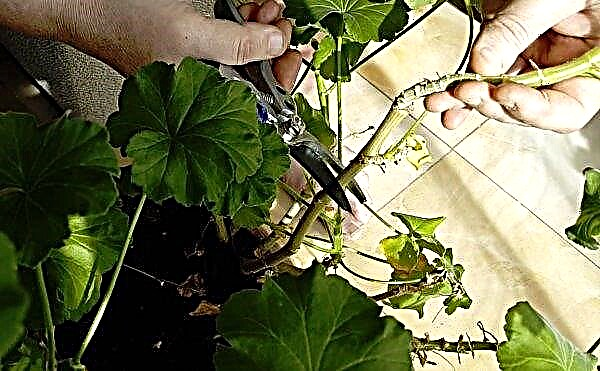 Geraniums snijden voor de winter: wanneer en hoe correct te knijpen, stapsgewijze instructies, vooral de vorming van een struik, verdere verzorging, foto