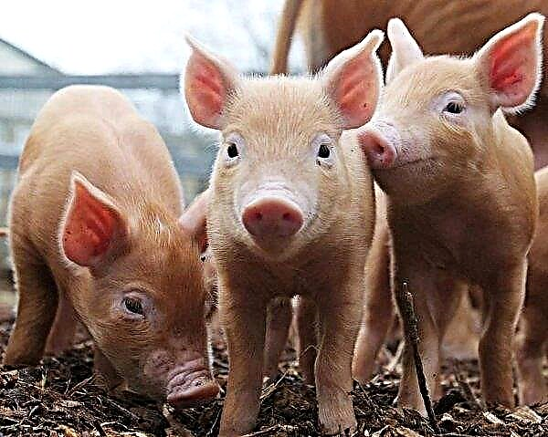 Der Kiewer Bauer züchtet Schweine niederländischer Selektion