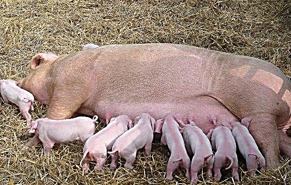 The future of one of the rarest pig breeds in the UK is secured