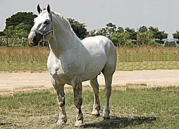 حصان Percheron: وصف وخصائص السلالة والحجم والوزن ، وميزات المحتوى والصور والفيديو