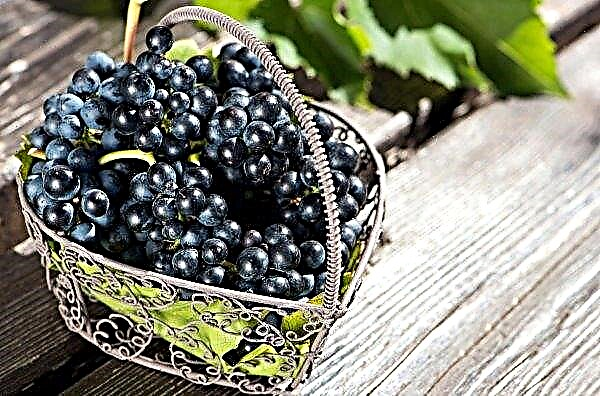 Los viñedos del sur de Ucrania están en buenas condiciones.