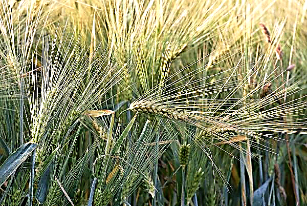 El aumento de las temperaturas mensuales promedio mejoró las condiciones de invernada del trigo.