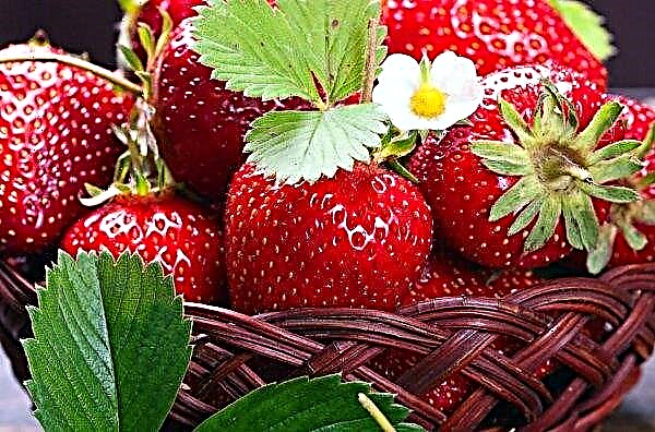 Strawberries near Moscow will delight Russians in the early days of June