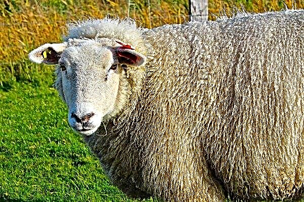 De schurken uit het Bolgradsky-district werden betrapt met een gestolen kudde schapen