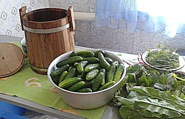 Features and recipe for pickling cucumbers for the winter in a cold way in a barrel