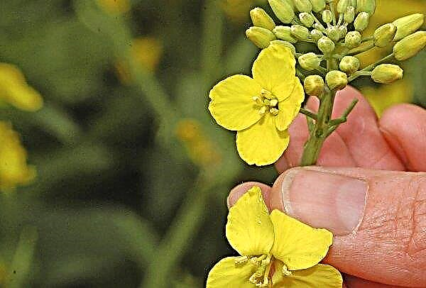 Ottawa extends insurance for Canadian canola exporters