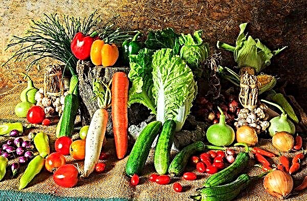 Ukrainian farmers began picking carrots harvest 2019