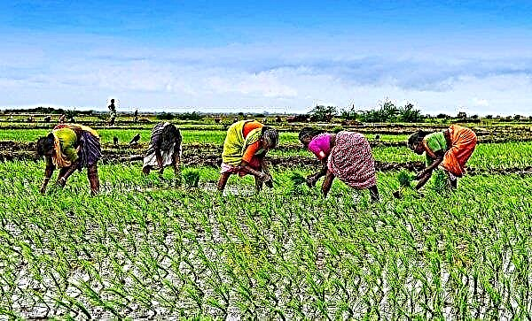 Les agriculteurs indiens utilisent une technologie obsolète et des produits agrochimiques contrefaits