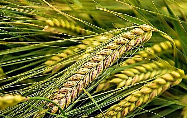 China wird anfangen, Brot aus Kurgan-Getreide zu backen