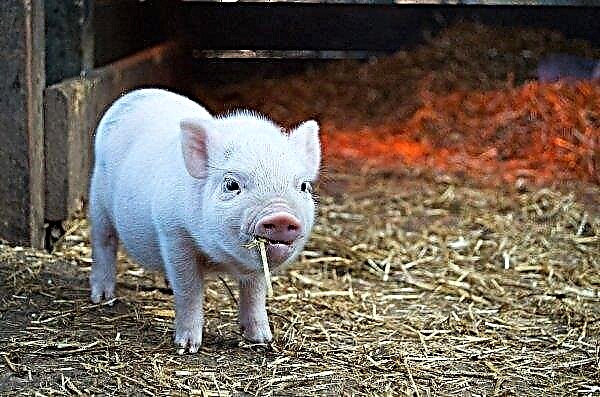 Aproximativ 1 mii de porci au murit de foame la o fermă din Germania