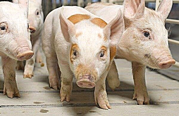 Nowgoroder Schweine wurden nicht vor der Pest gerettet