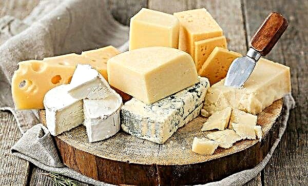 Chelyabinsk cheese maker plans to create a cooperative for the collection of milk