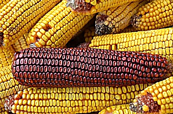 Corn Moth sprer mais sykdommer i Ukraina