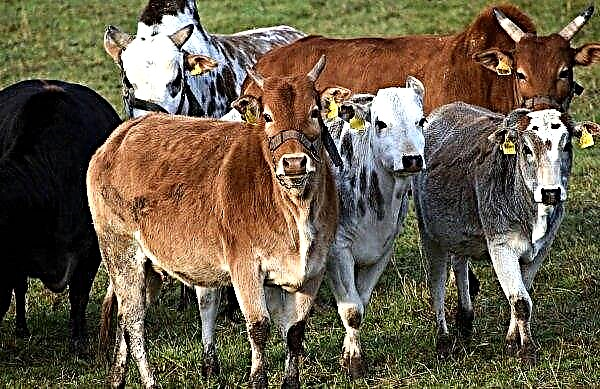In Großbritannien erwirtschaften Viehhandelsstandorte einen Gewinn von 3,42 Mrd. GBP