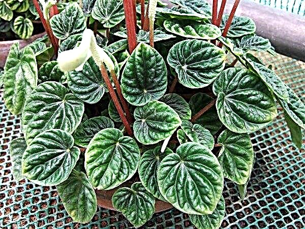 Peperomia Lilian: description and care at home, reproduction, how to transplant, watering requirements, photo